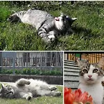 La Cicala Tatil Evi *