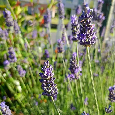 La Cicala * Pontremoli