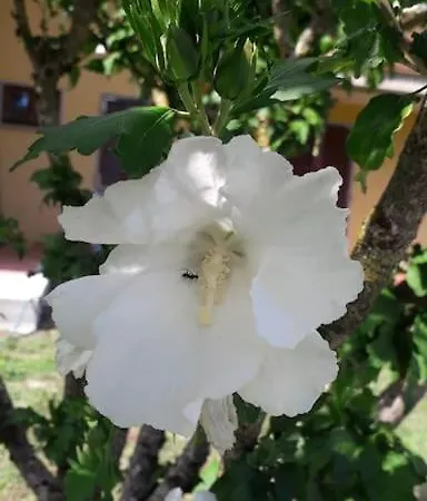 Nyaraló La Cicala